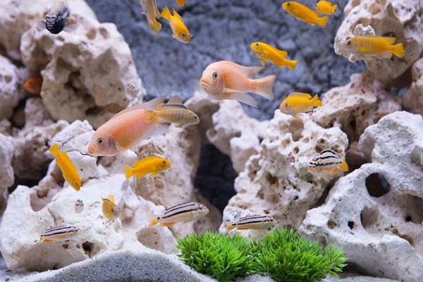 اثر پوکه معدنی در حذف یون های سنگین آب برای پرورش ماهی